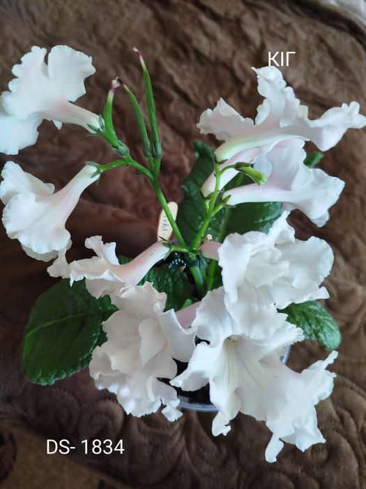 Стрептокарпуси(дітки)