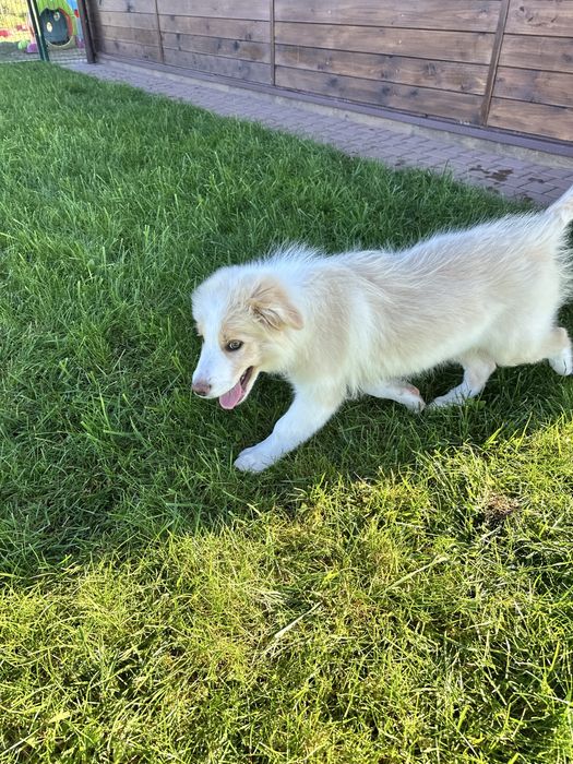 Cudny piesek border collie ZKwP FCI po MŁ.CHPL gotowy na zmianę domu