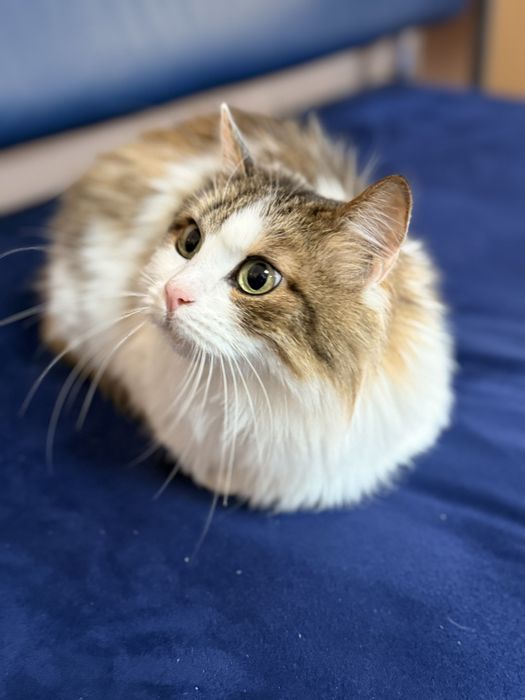 Кішка Жасмінка 3роки в добрі руки