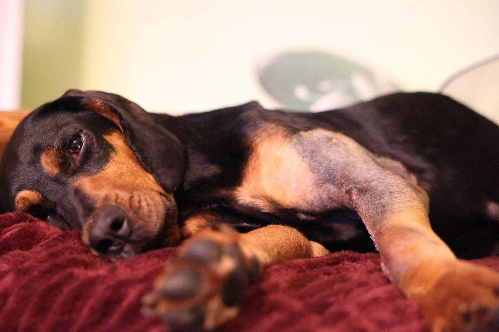LOLA w typie gończego - do adopcji!