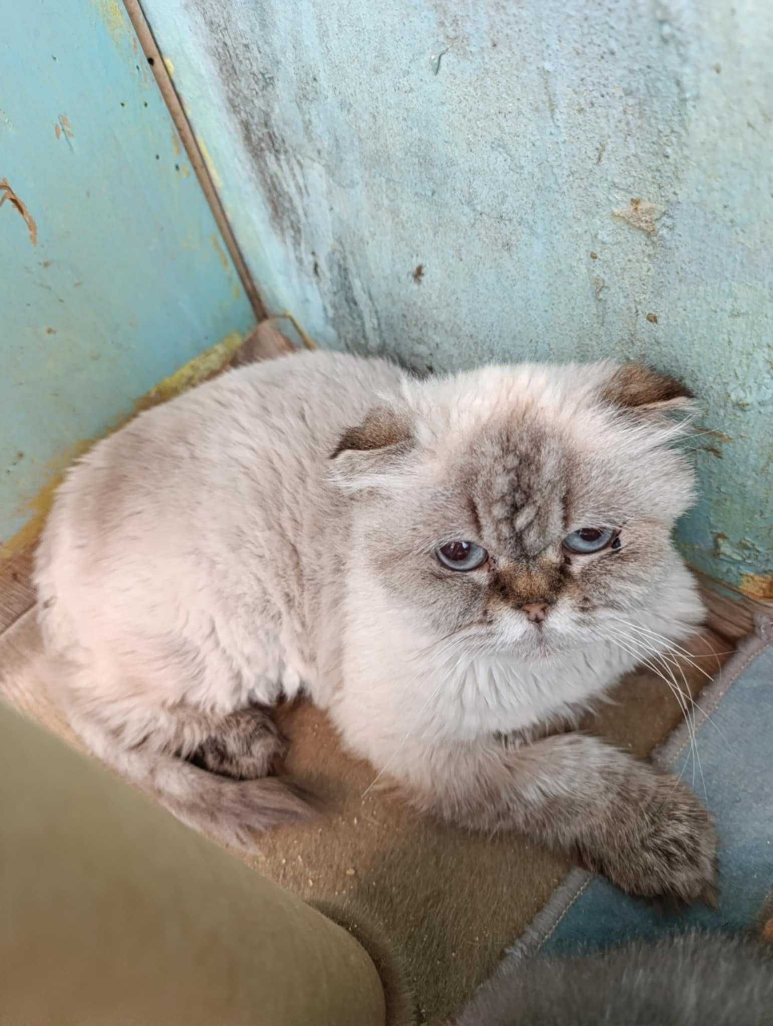 Отдам шотландскую вислоухую кошку.
