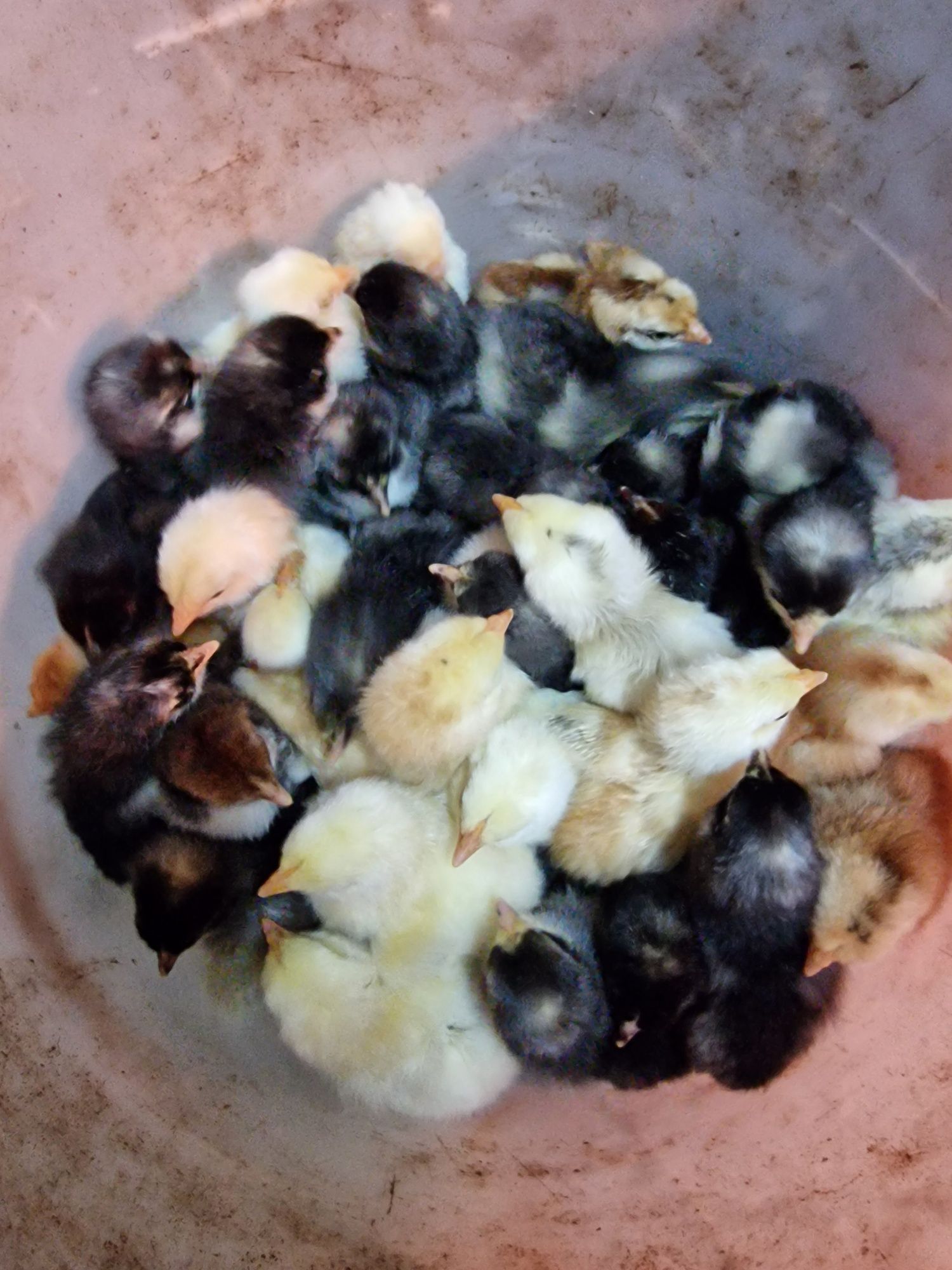 Ovos galados em Portimão