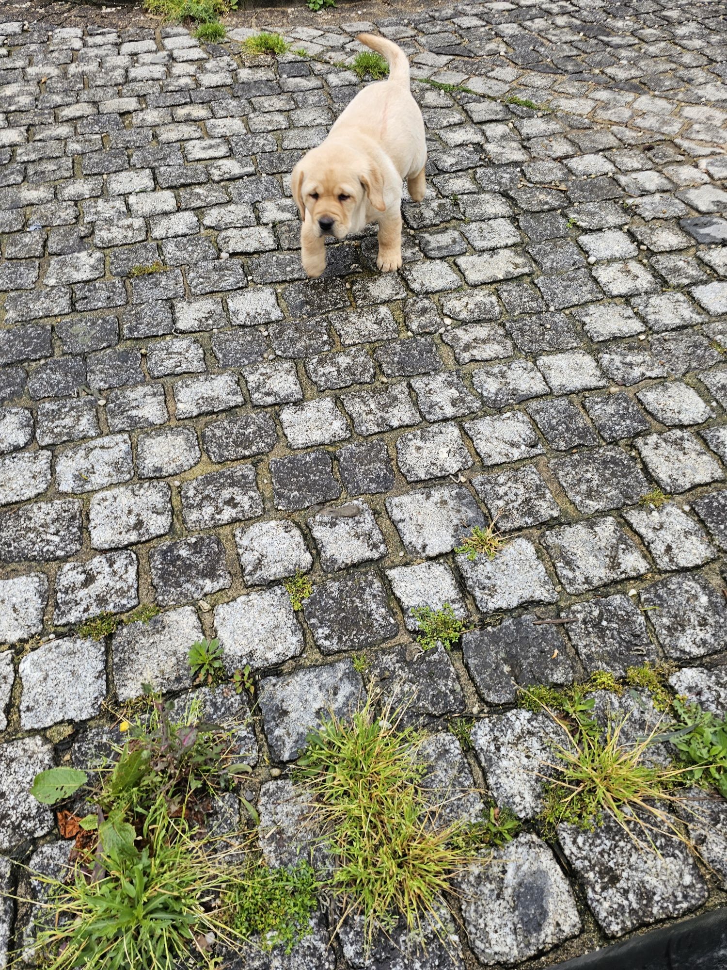 Labrador qualidade