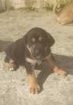Cães para adopção