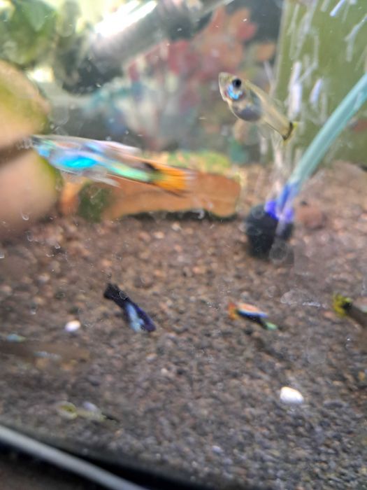 Gupiki mieszanka red tuxedo z endlerem