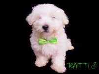 Zarezerwowany SAMIEC RATTI Coton De Tulear szczenię ZHPR UCI Kraków