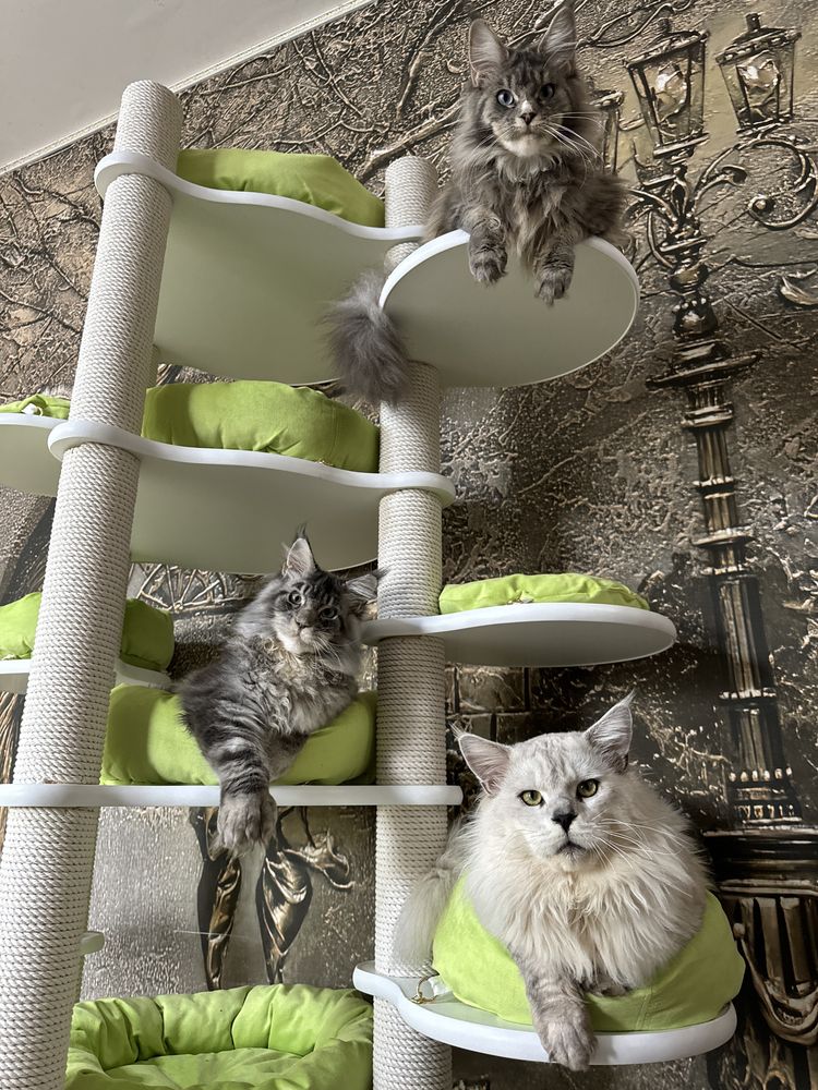 Котята мейн кун с профессионального питомника