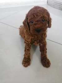 Pudel toy red brown  piesek