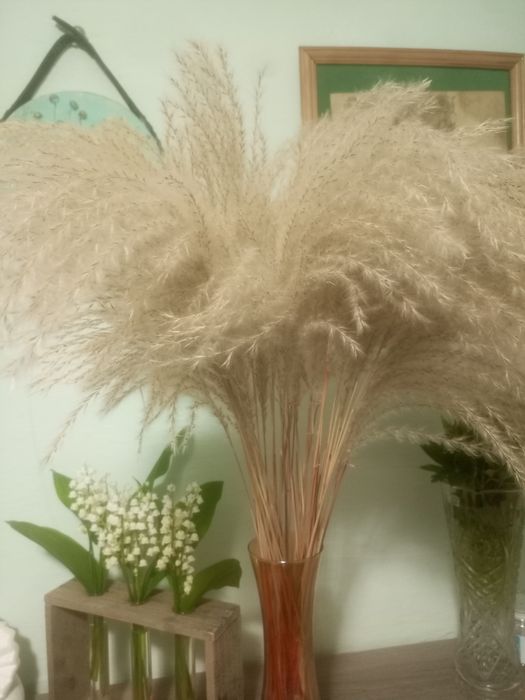 Міскантус Зебрина