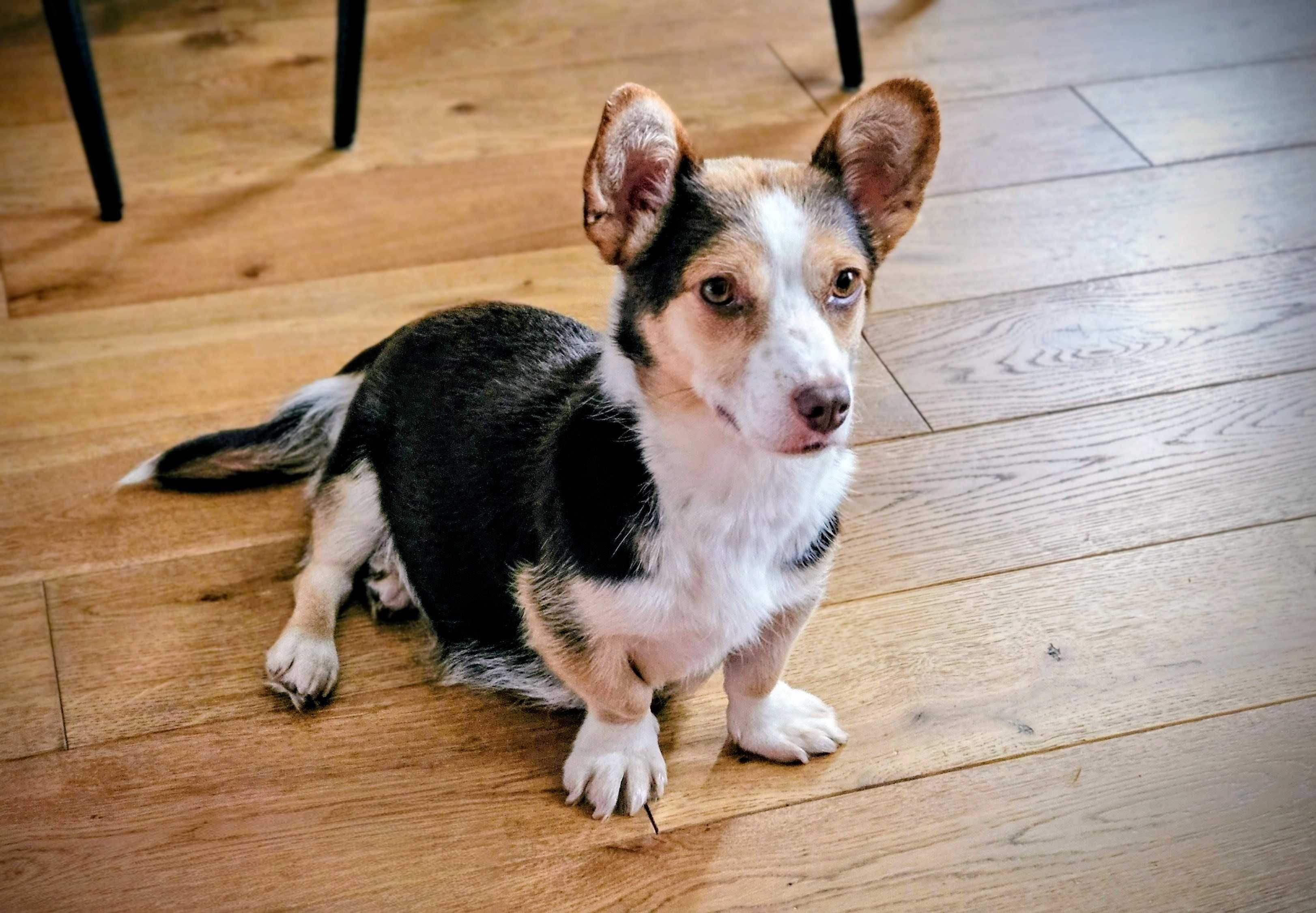 2 lata suczka w typie corgi do adopcji