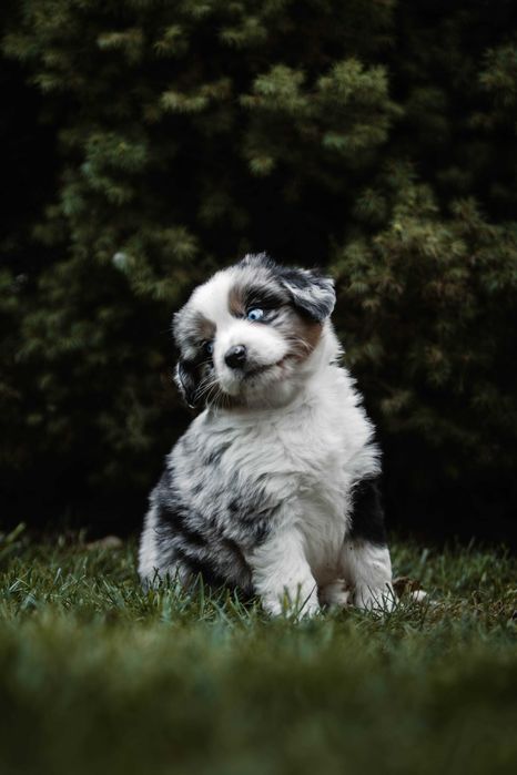 Kenzo Z Bratkowej Ohany  FCI Miniaturowy Owczarek Amerykański