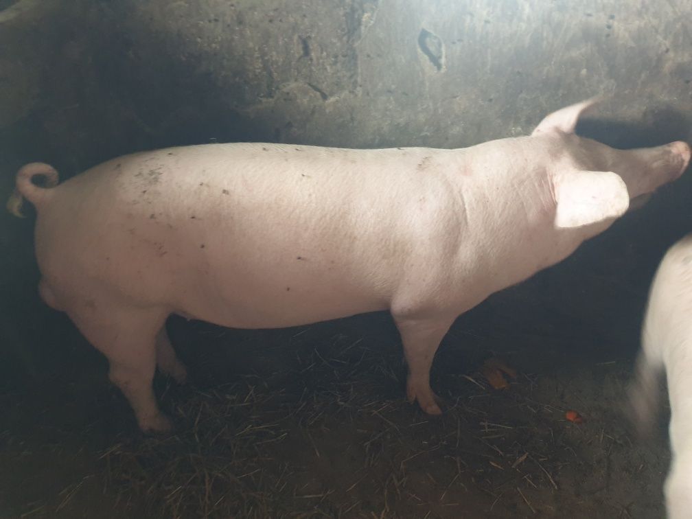 Sprzedam  młodego  knurka