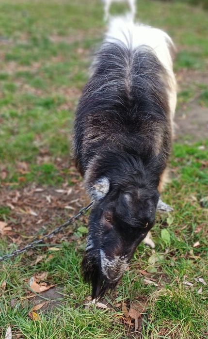 Козел породи Ламанча