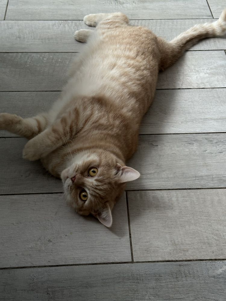 Котик и кошечка только в любящие ручки