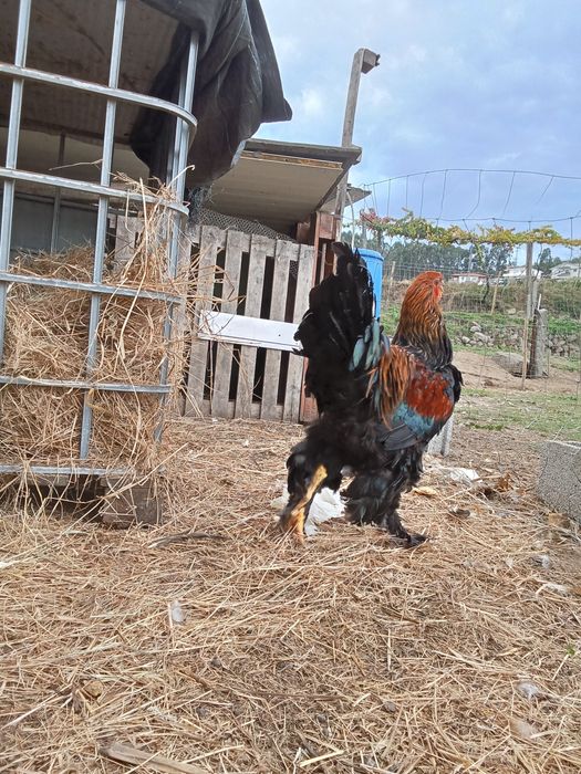 Galos brahmas  caseiros