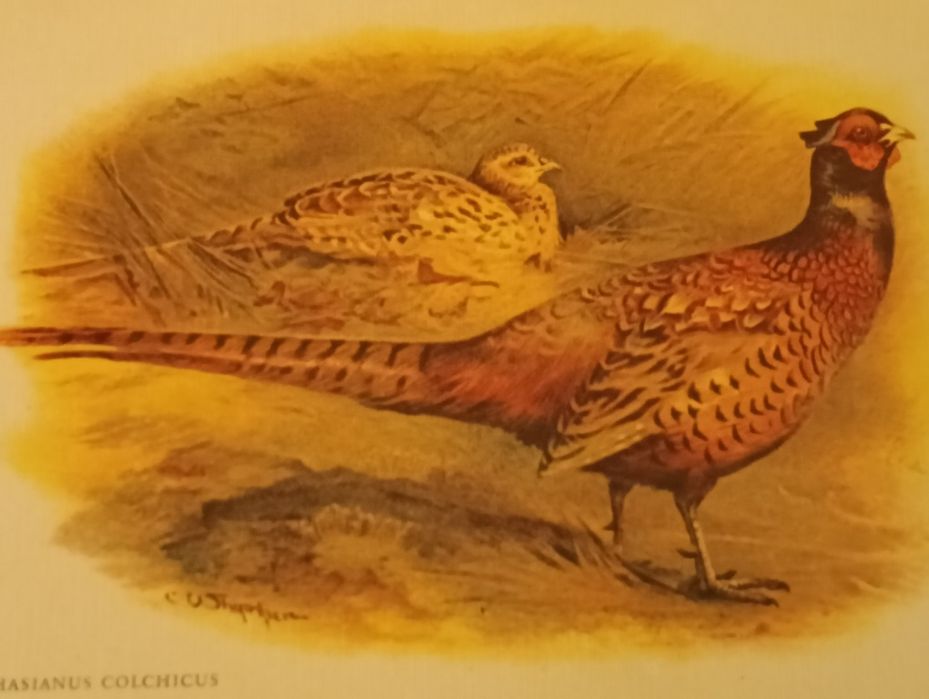 Duas belas ilustrações, desdobráveis