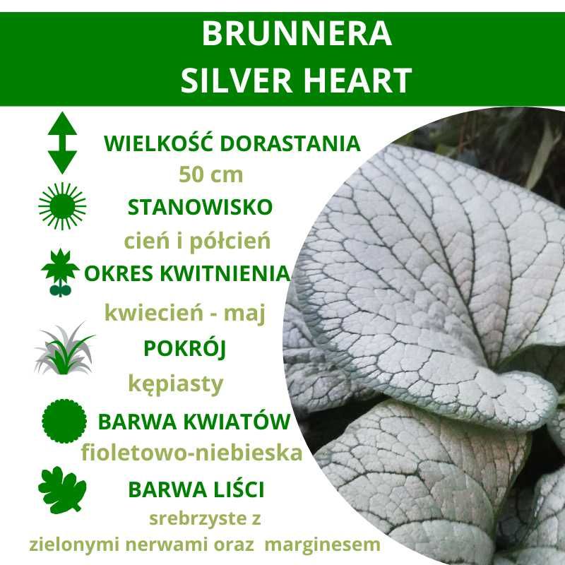 Brunnera Silver Heart - Pakiet 5 szt