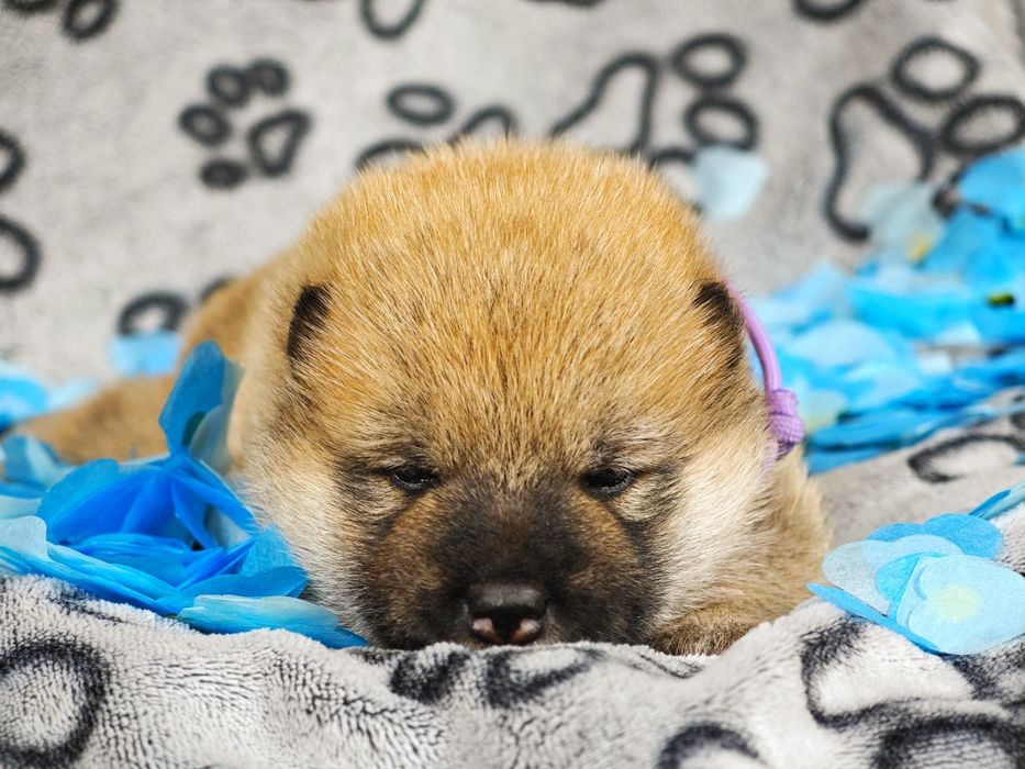 Szczeniak Shiba ZKwP FCI