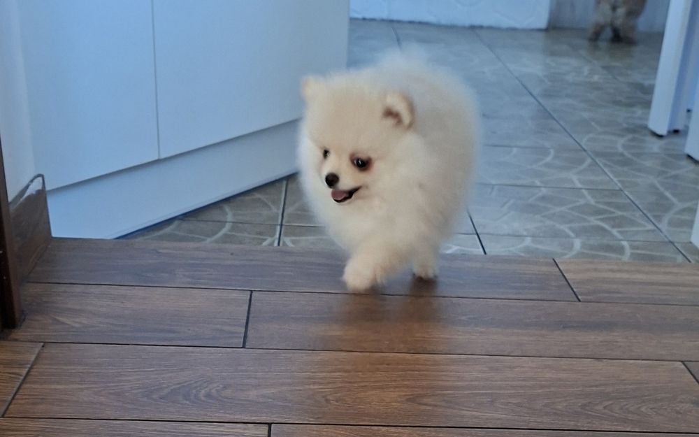 Pomeranian szpic miniaturowy