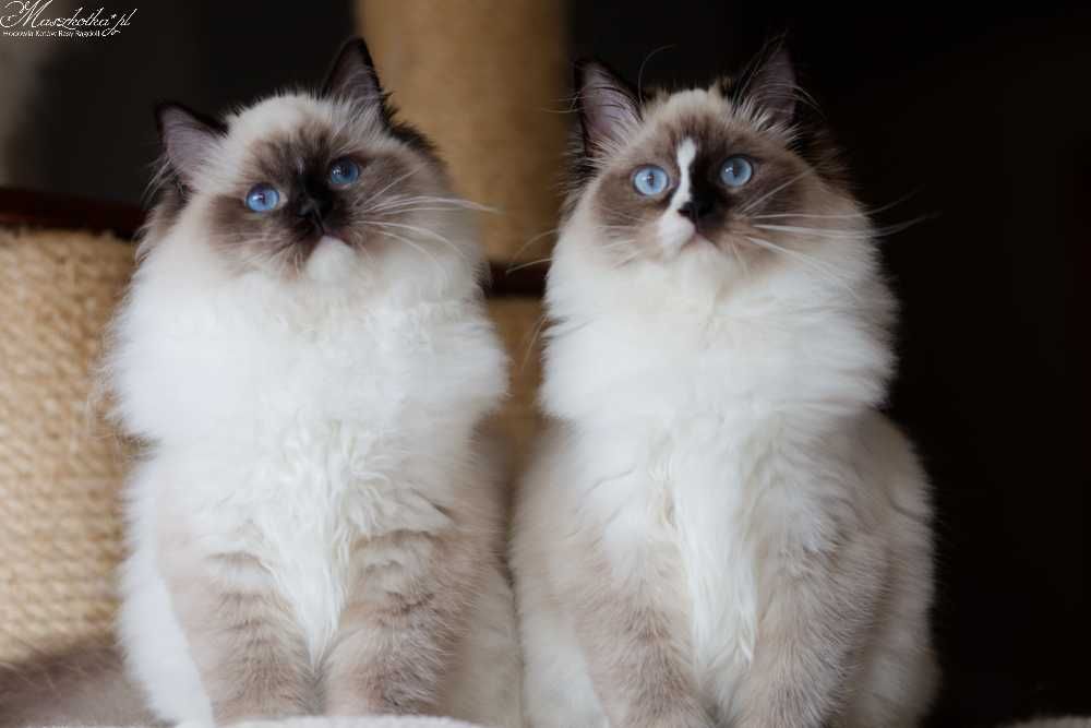 Ragdoll, przepiękna koteczka seal mitted z prawdziwym rodowodem FPL