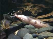 Sum Clarias - Clarias batrachus