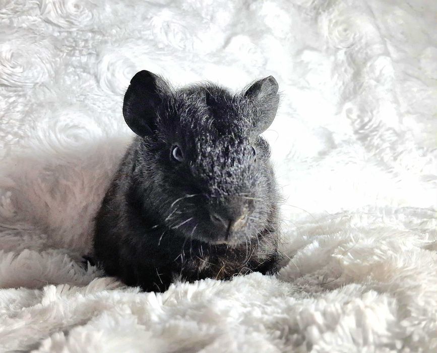 Świnka Morska Us Teddy - czarny cudowny samczyk - transport