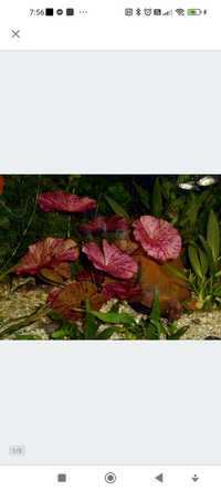 Zestaw roślin akwariowych