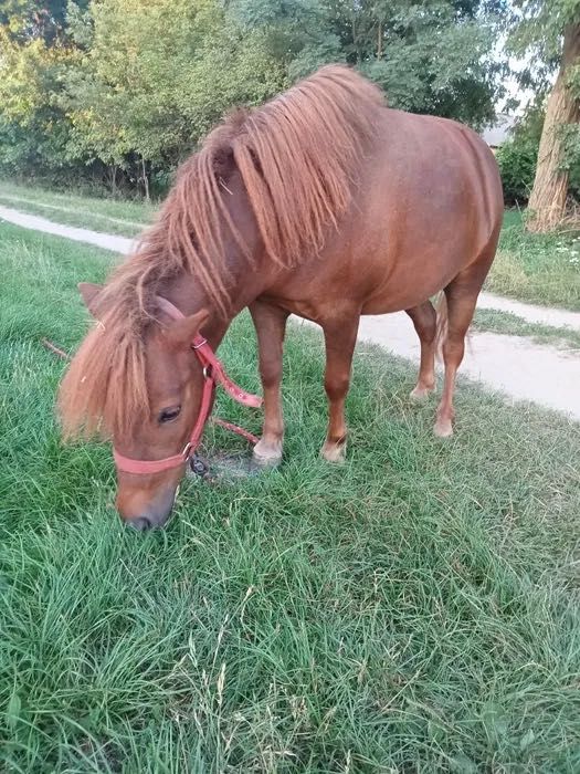 Sprzedam kucyka i konika polskiego 3 letnie ogiery.