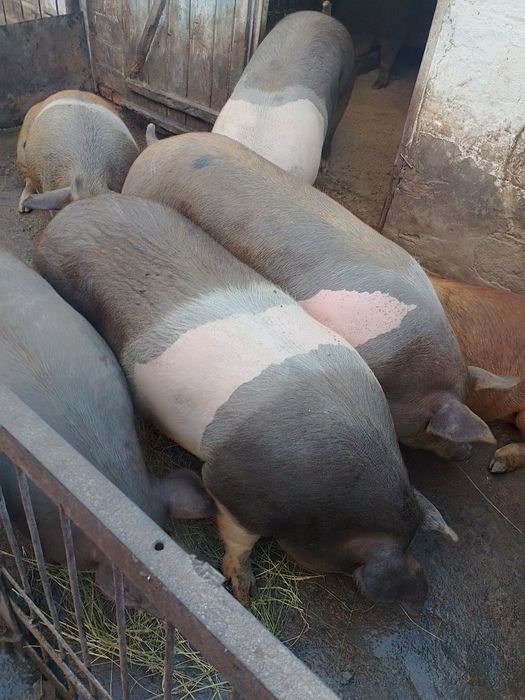 Продам свиней живою вагою