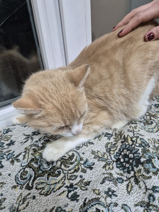 Руда ніжна киця, кішка стерелізована