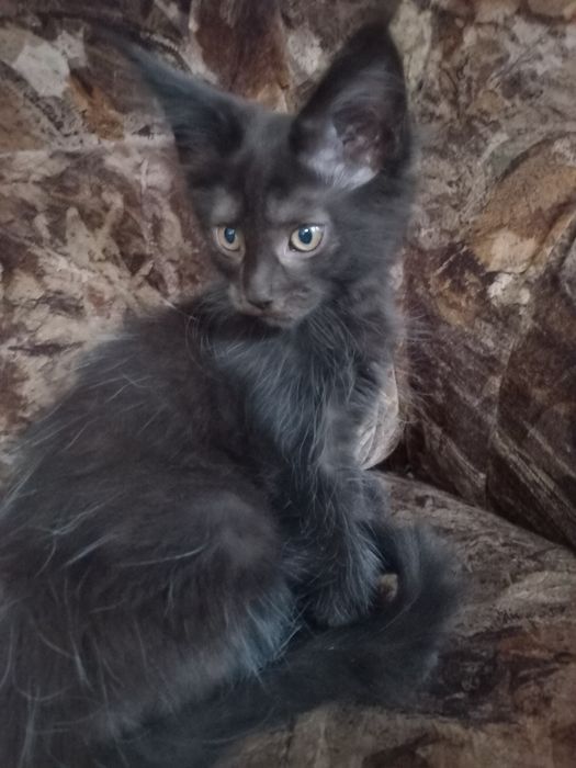 Czarny kocurek Maine Coon