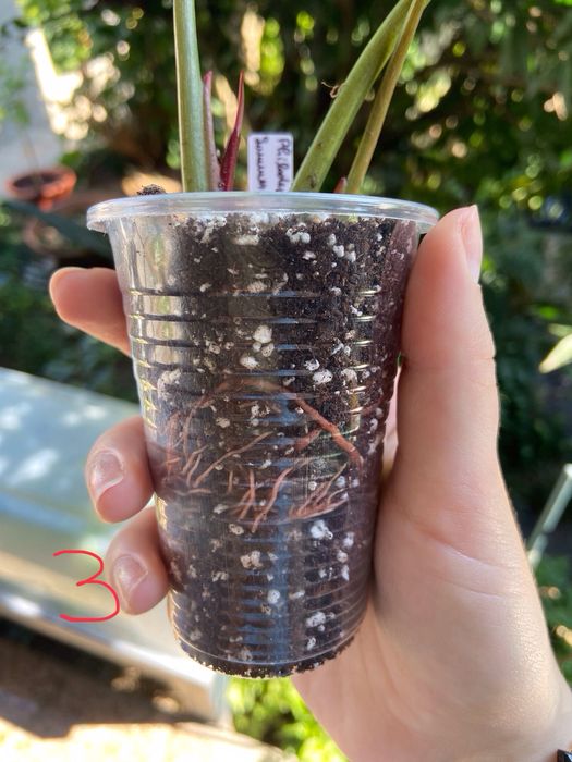 Philodendron Summer Glory