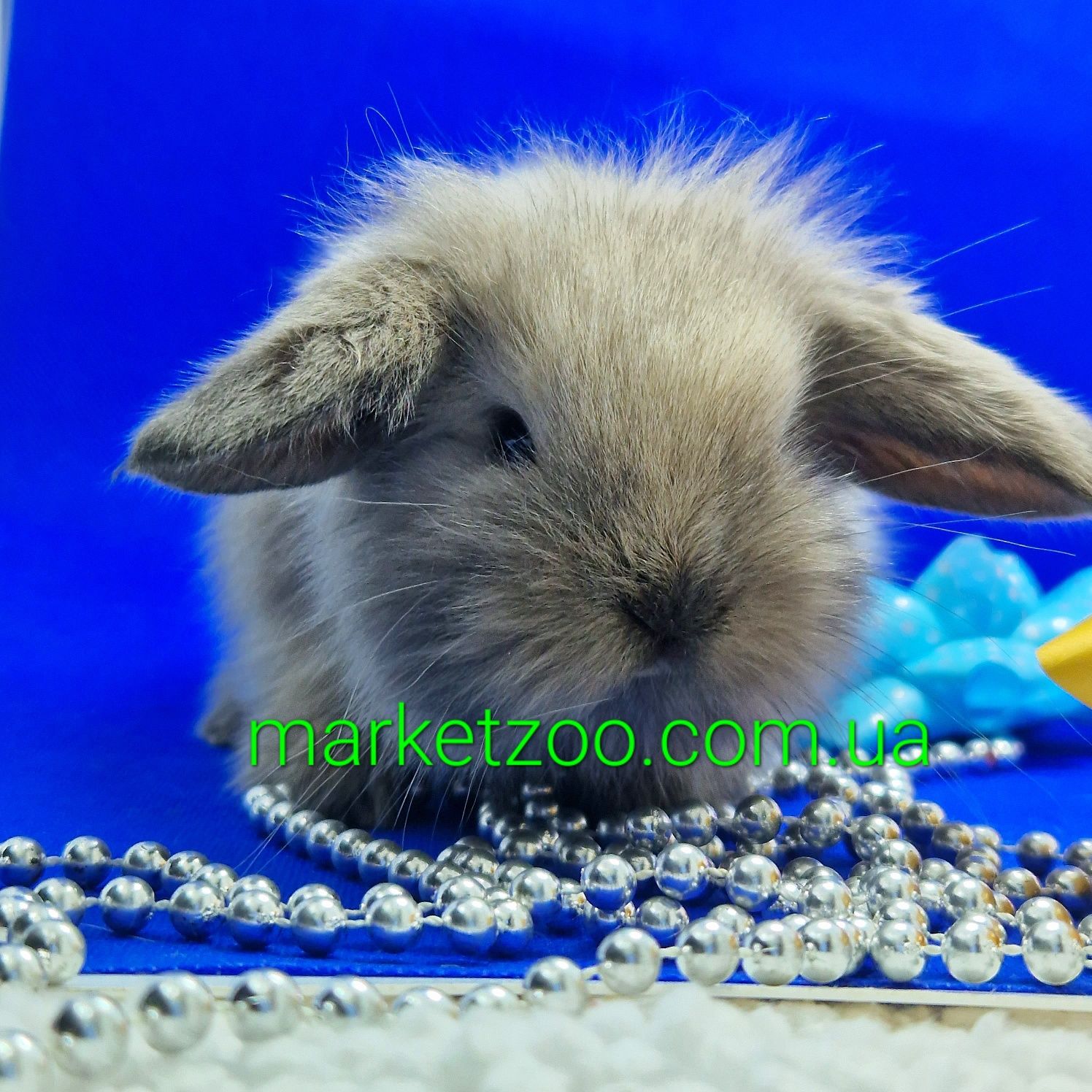 Карликовые кролики,карликовый кролик,вислоухий баранчик mini lop сиамс