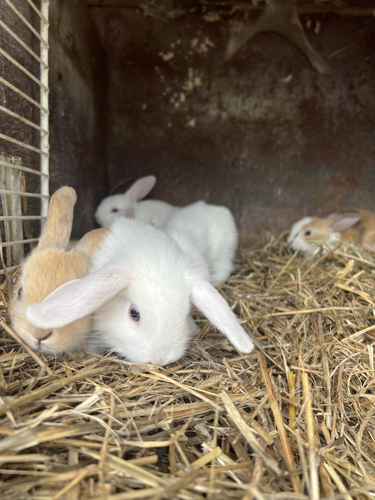 Króliki miniatorki baranki mini lop i zwykłe baranki i kaczke kanadyjk