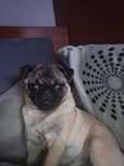 Pug carlin  fêmea