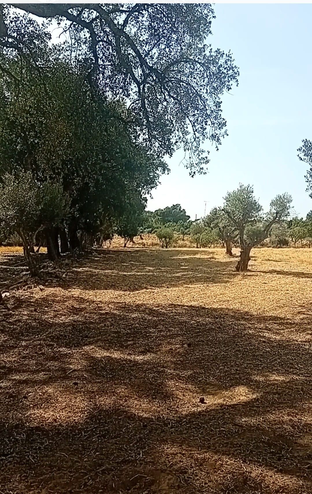 Monte alentejano 7500m2