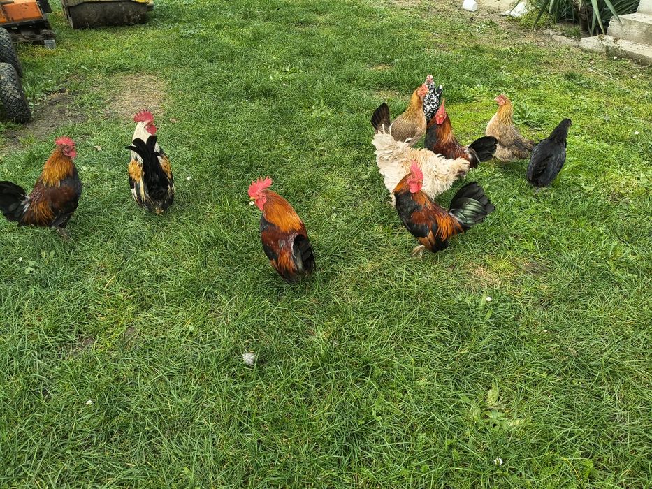 Stadko stado kur kurek mini miniaturek karzełek cwerg liliput