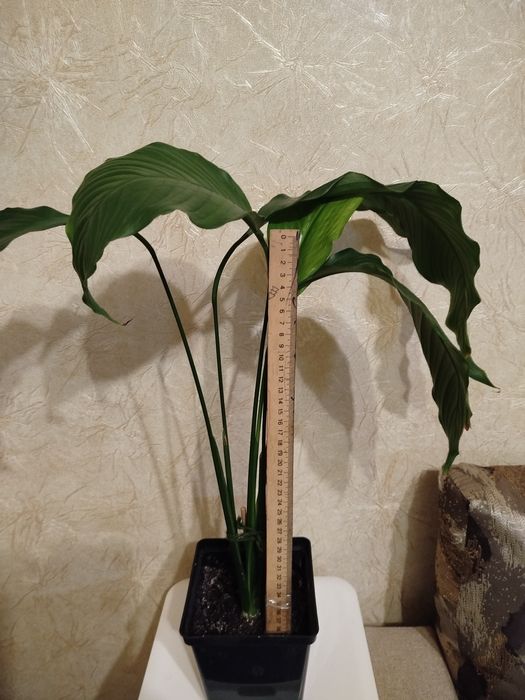 Комнатные растения