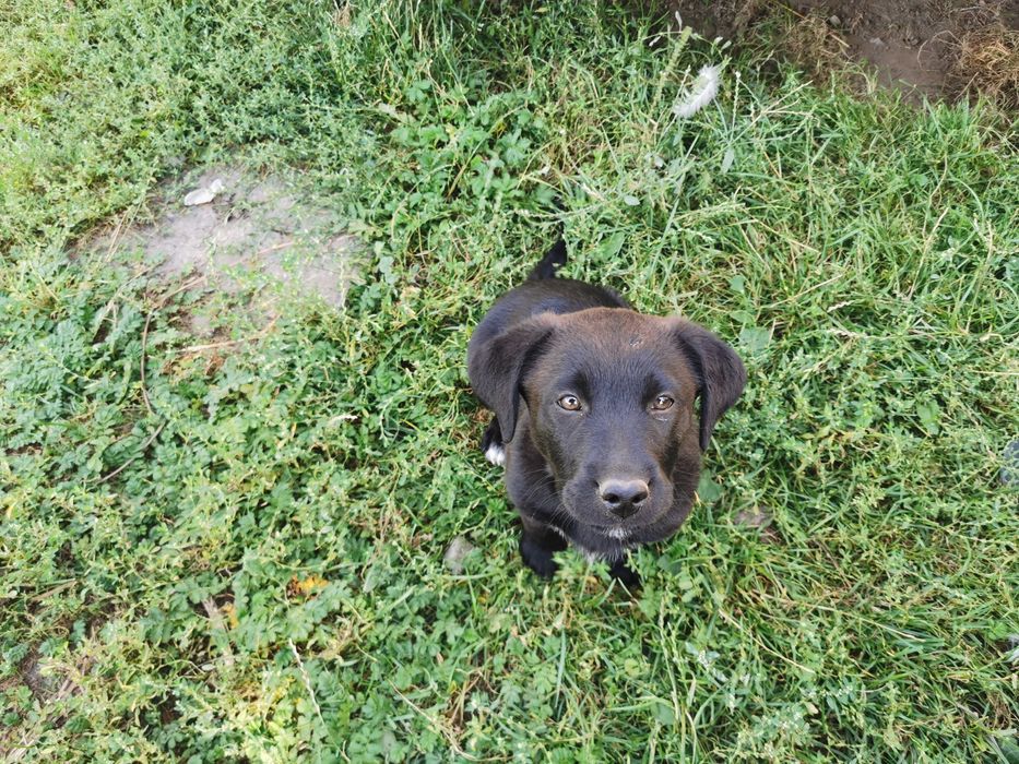 Oddam pieska w dobre ręce