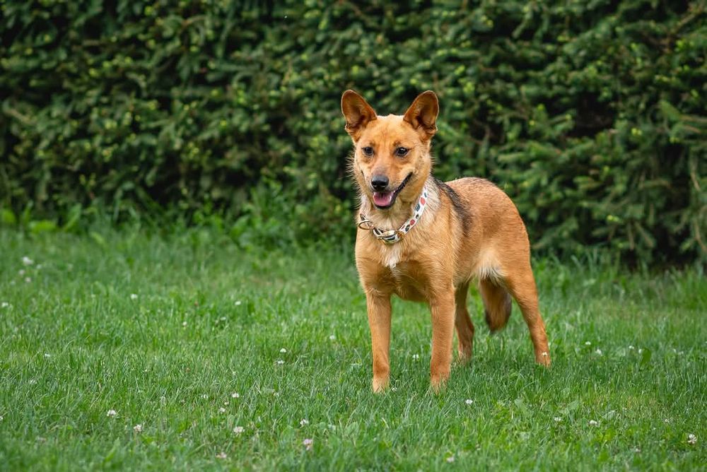 Adelina - wyjątkowy pies dla wyjątkowego człowieka
