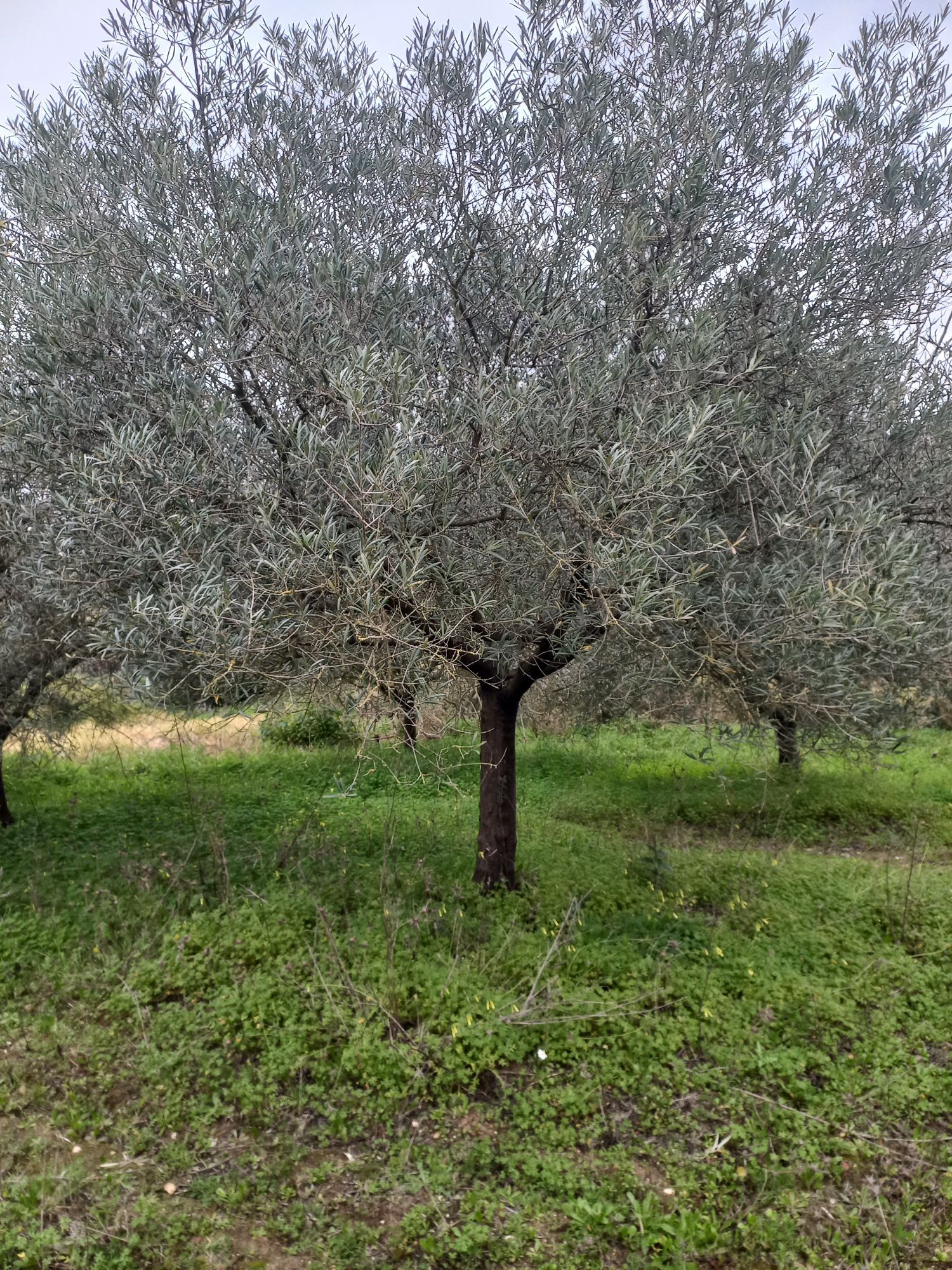 Diversas Oliveiras