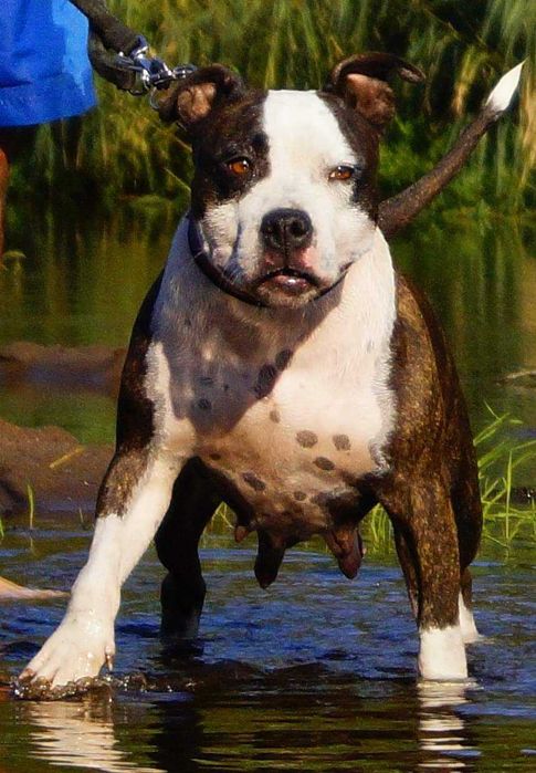 ZKwP/FCI Pręgowany samiec Amstaff, American Staffordshire Terrier