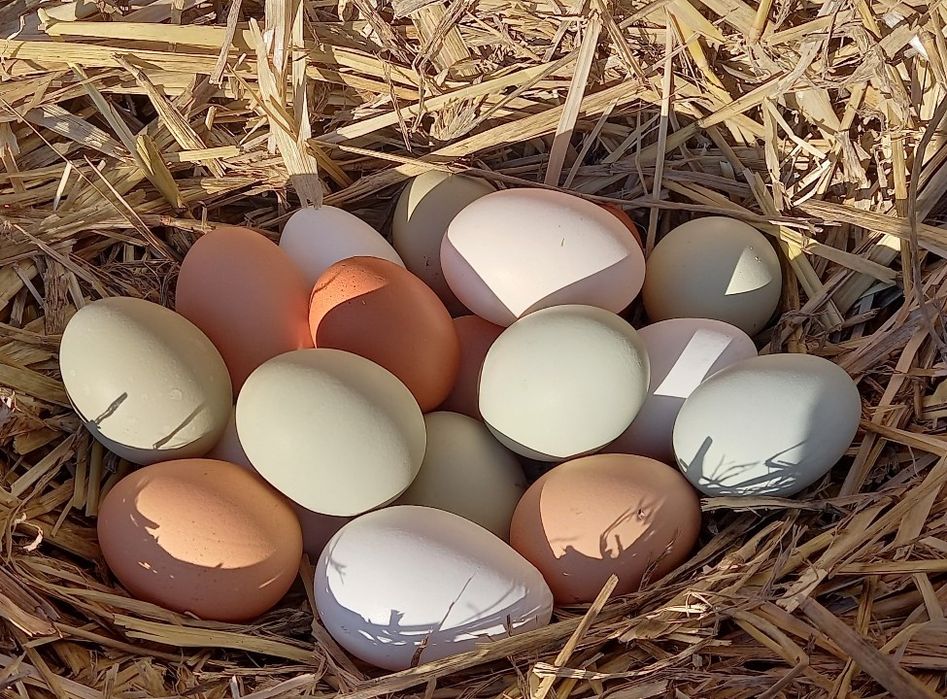 Jajka wiejskie od kur z wolnego wybiegu, jaja wiejskie