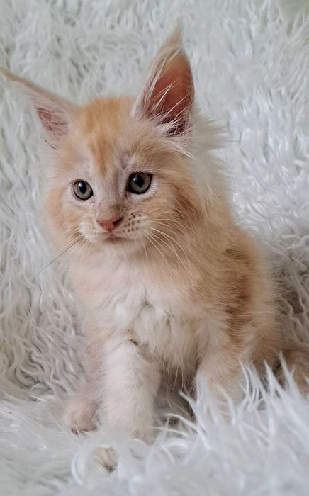 Puchaty pieszczoch Maine Coon