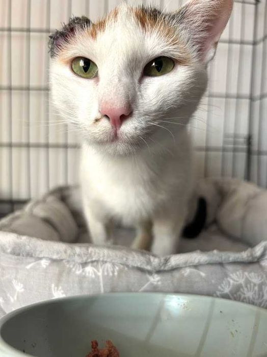 Tęcza - urocza młoda tricolorka szuka domku na zawsze!