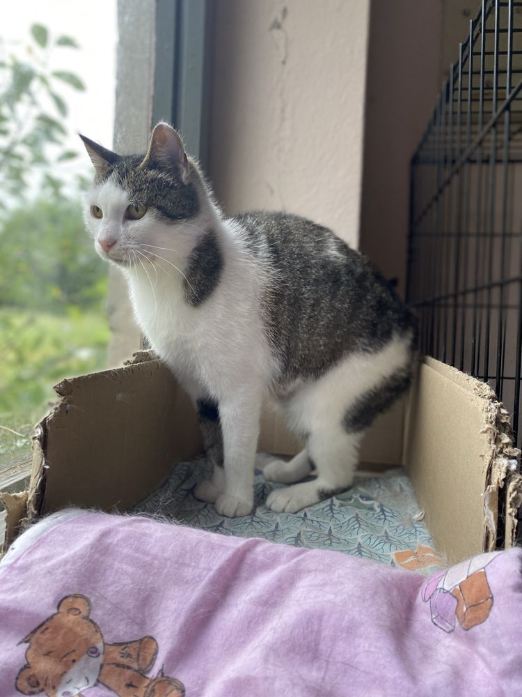 Kotka Czesiulka z Felv szuka domku - adoptuj