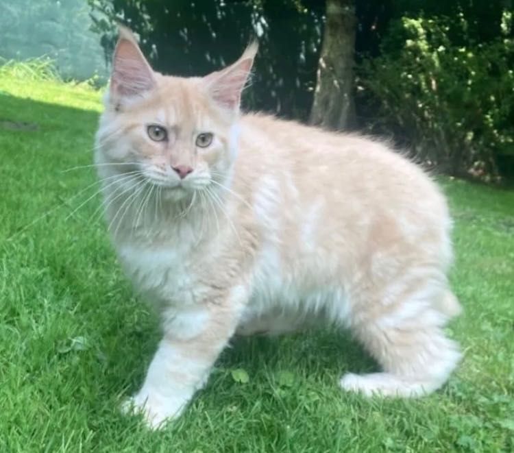 Maine Coon po importach ! Piękny kocurek !