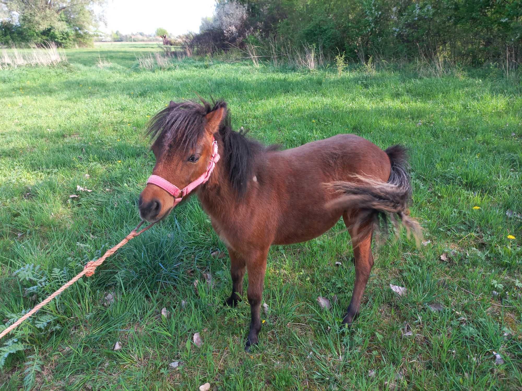 Sprzedam kuca klaczkę