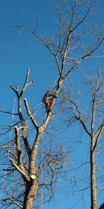 Arborysta, wycinka i pielęgnacja drzew trudnych Świebodzin i okolice