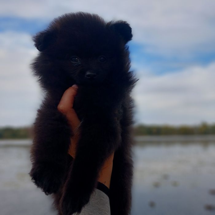 Щенки шпицульки разные окрасы